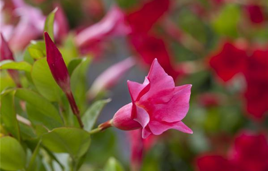 Wie nützlich mediterrane Pflanzen für den Garten sein können