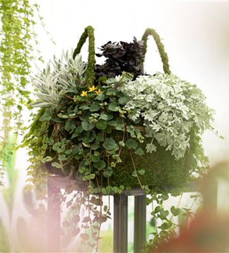 Blattschmuckpflanzen sorgen für Ruhe und Harmonie im Garten