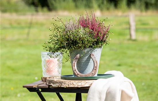 Zeitlose Schönheiten - Altbewährte Gartengestaltung mit Heide