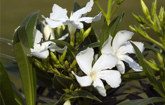 Beliebte mediterrane Pflanzen für Balkon und Garten