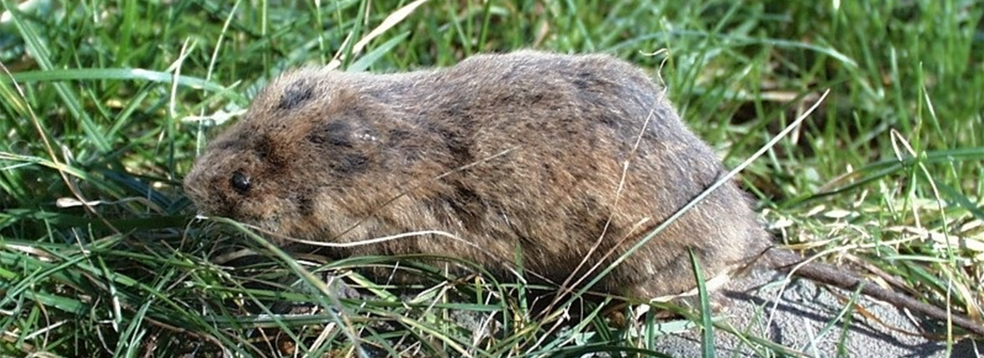 wuelmaus1-800x600.jpg