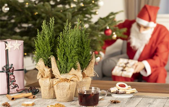 Schöne Pflanzen als Weihnachtsgeschenk kommen immer gut an