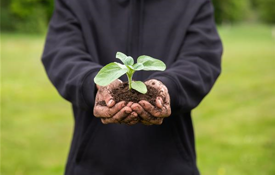 Immer eine gute Ernte: Das richtige Saatgut für das Hochbeet