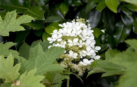 Immer eine gute Idee: Laubgehölze für die Gartengestaltung 