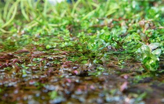 So werden Wasserpflanzen ohne Teich zum Blickfang