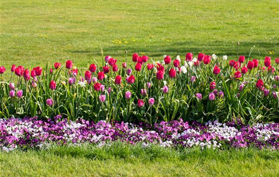 Wie ein pflegeleichter Garten gestaltet wird