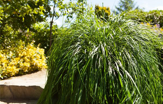 Für den Ziergarten erfolgreich Gräser teilen und vermehren