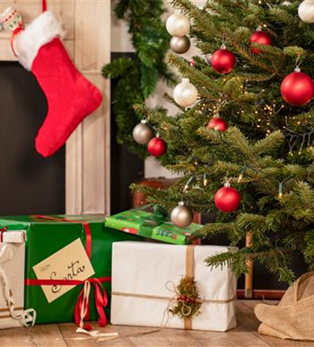 Welcher immergrüne Nadelbaum eignet sich als Weihnachtsbaum?