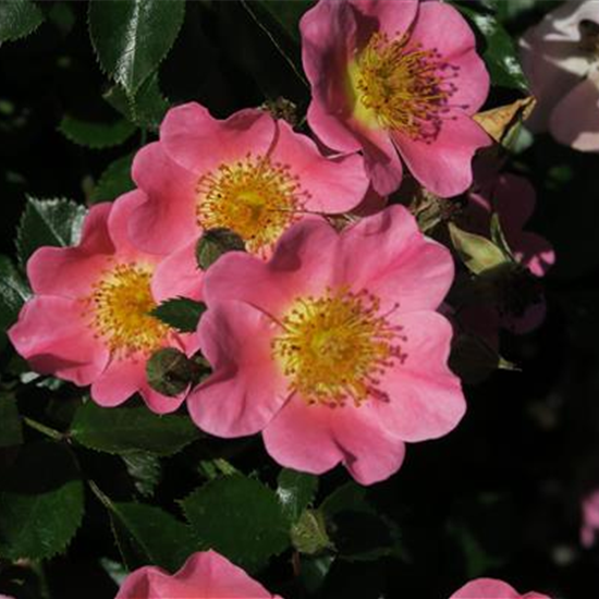 Bodendeckerrose 'Topolina'®