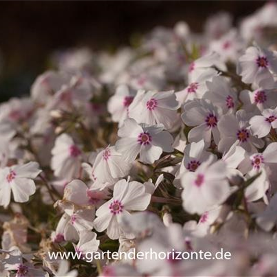 Garten-Teppich-Flammenblume