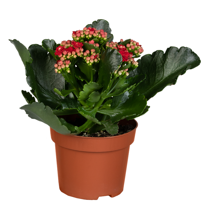 Kalanchoe blossfeldiana Topfgröße 12cm