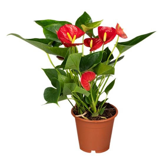 Flamingoblume rot