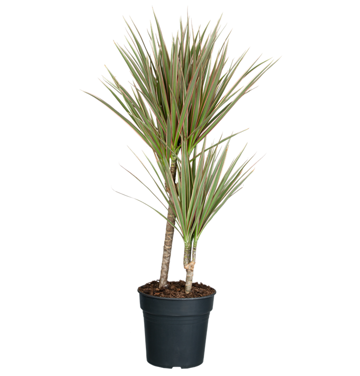 Dracaena bicolor