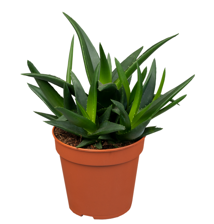 Haworthia West Jogoo