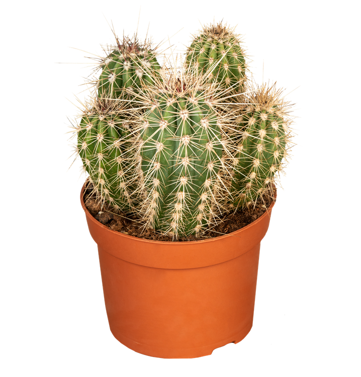 Pachycereus pringlei