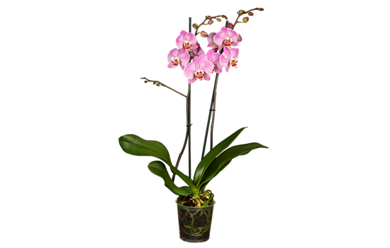 Orchidee lila special