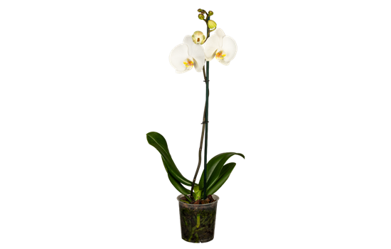 Orchidee weiß