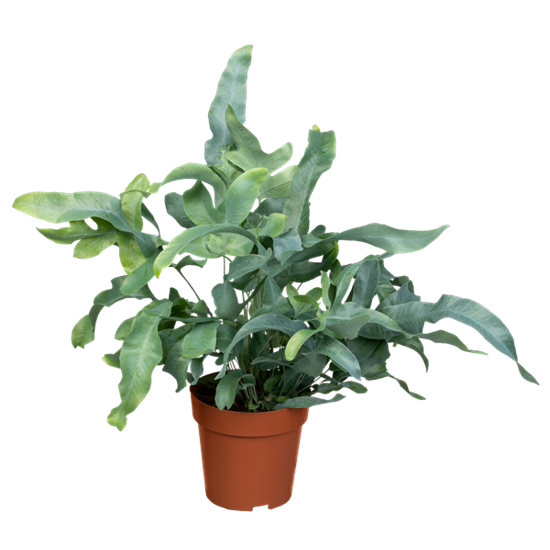 Blaufarn 'Blue Star'