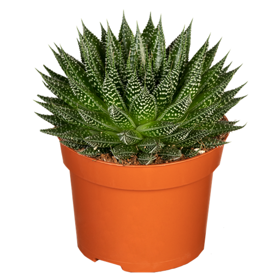 Aloe 'Magic'