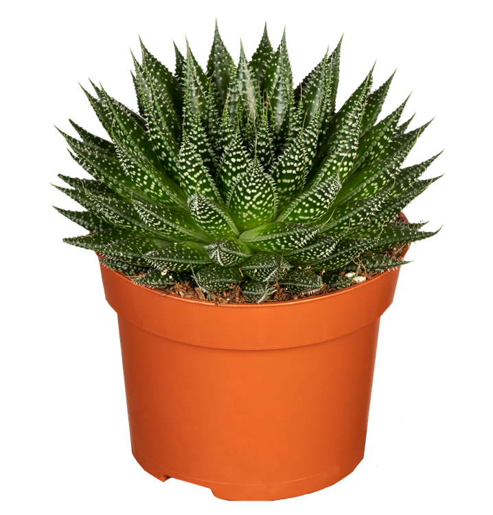 Aloe 'Magic'