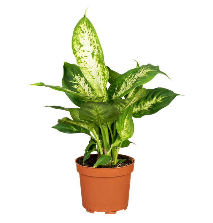Dieffenbachia 'Compacta'