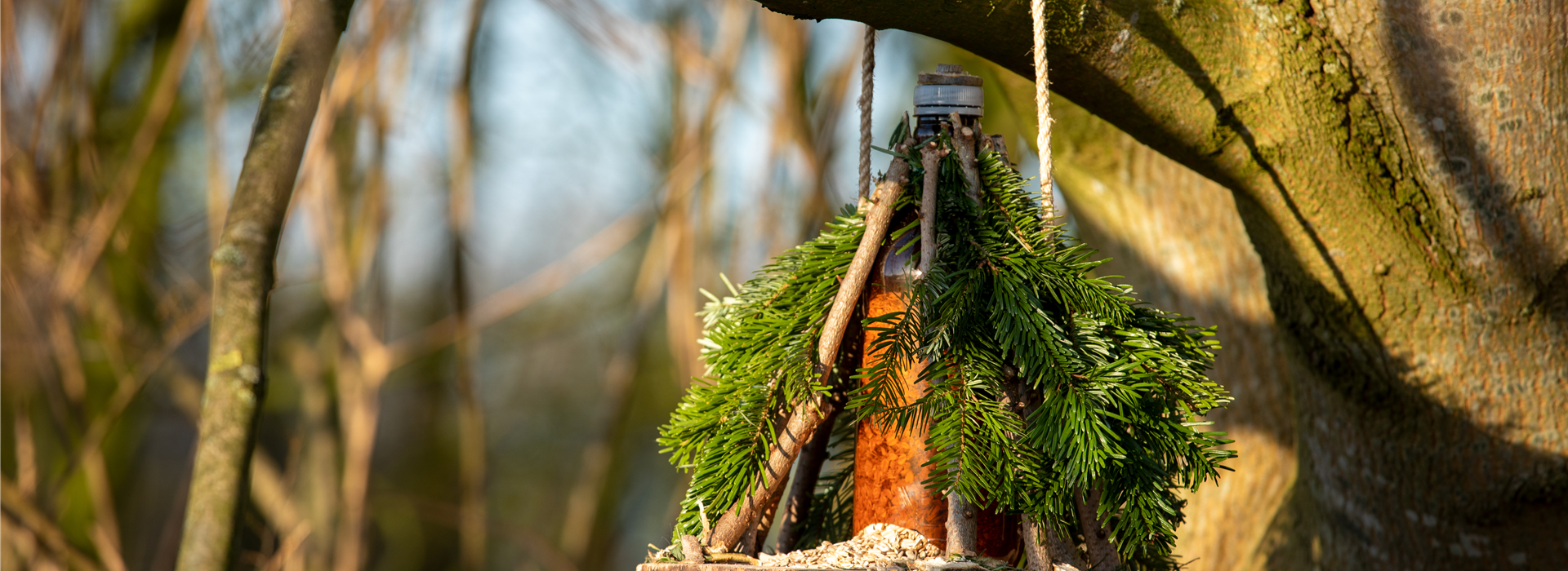 Ein Vogelhaus aus dem Tannenbaum bauen (Thumbnail).jpg