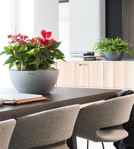 LECHUZA Pflanzschale CUBETO Stone 30 