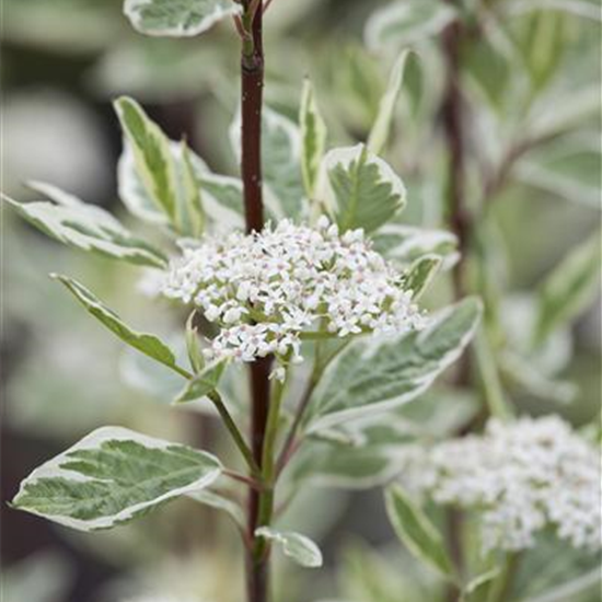 Hartriegel 'Elegantissima'