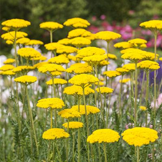 Hohe Garten-Gold-Garbe 'Cloth Of Gold'