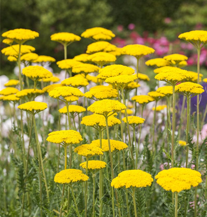 Achillea filipendulina 'Cloth Of Gold'