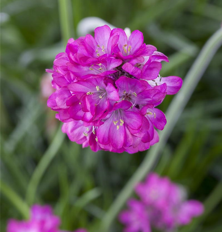 Armeria maritima 'Armada Pink' -R-