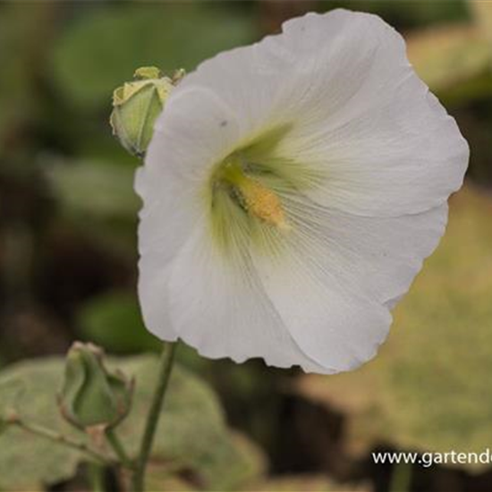 Garten-Stockrose 'Spotlight Polarstar'