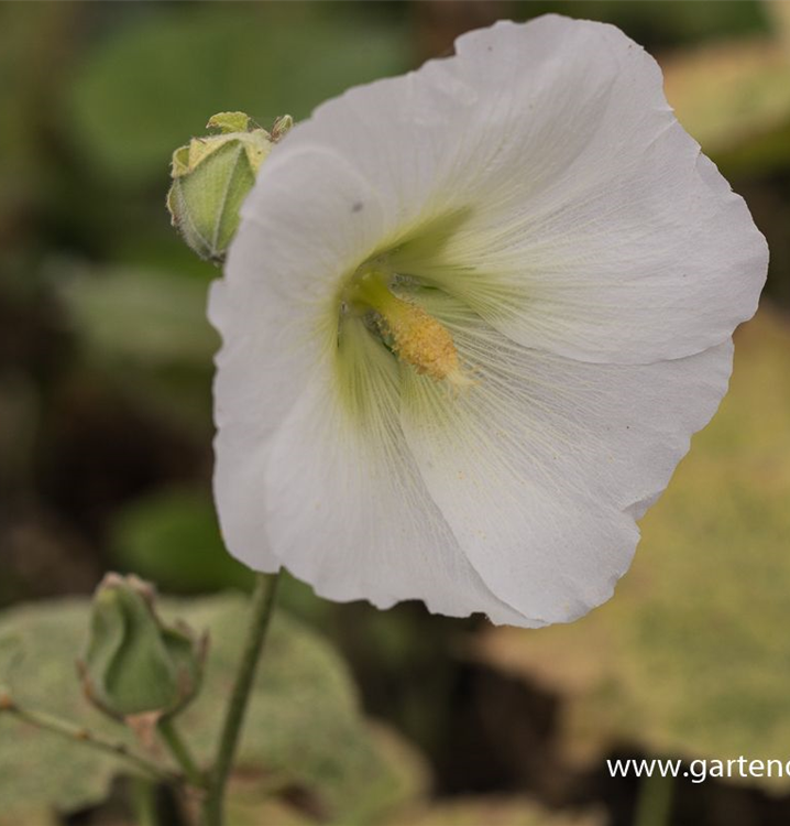 Alcea rosea 'Spotlight Polarstar'