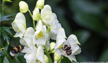 Zum Vergrößern klicken Bildvorschau