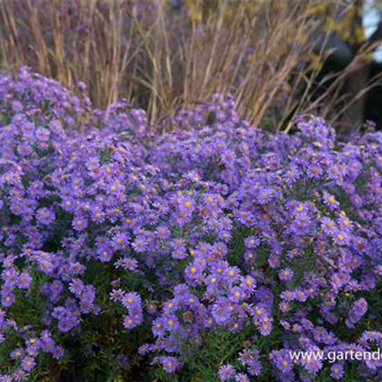 Glattblatt-Aster