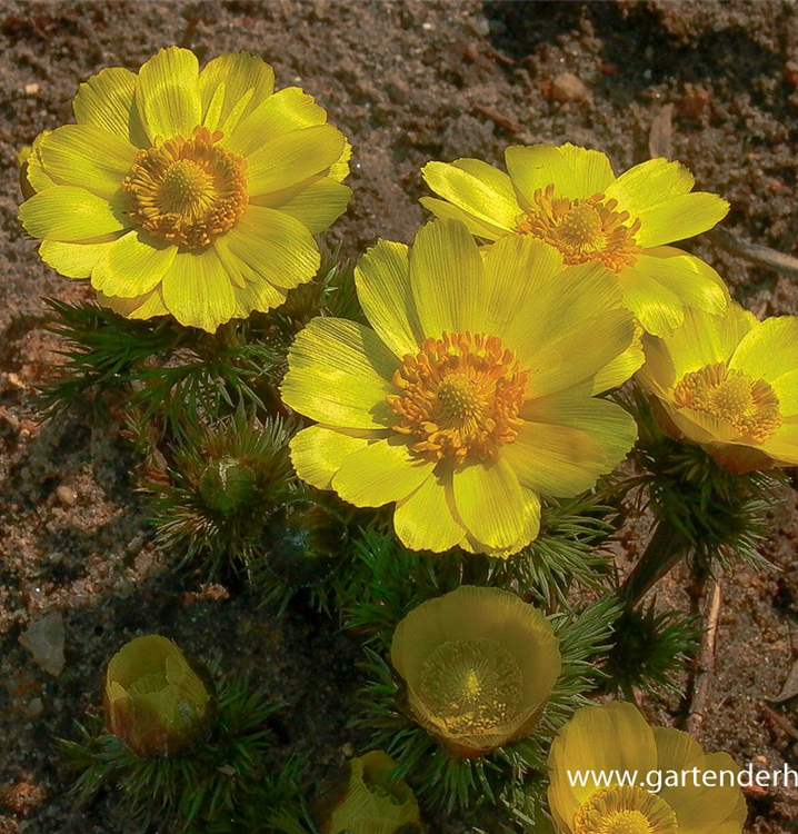 Adonis vernalis