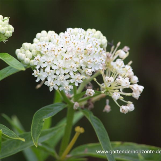 Garten-Seidenpflanze 'Ice Ballet'