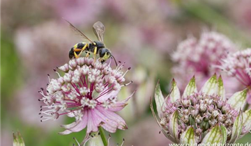 Zum Vergrößern klicken Bildvorschau