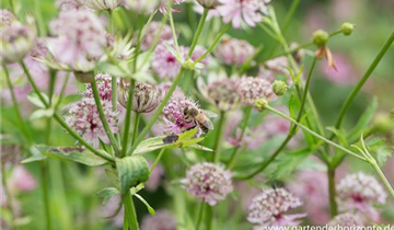 Zum Vergrößern klicken Bildvorschau