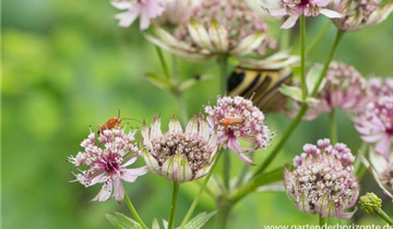 Zum Vergrößern klicken Bildvorschau