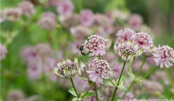 Zum Vergrößern klicken Bildvorschau