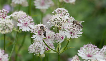 Zum Vergrößern klicken Bildvorschau