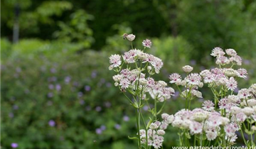 Zum Vergrößern klicken Bildvorschau