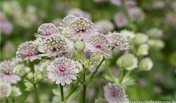 Zum Vergrößern klicken Bildvorschau