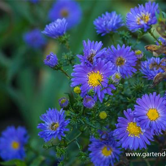 Garten-Glattblatt-Aster 'Pyramide'