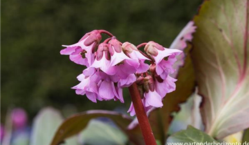 Zum Vergrößern klicken Bildvorschau