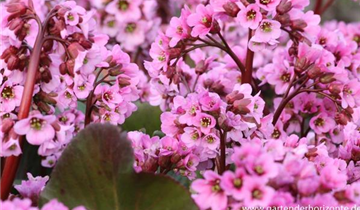 Zum Vergrößern klicken Bildvorschau
