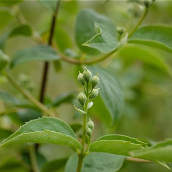 Gartenjasmin 'Schneesturm'