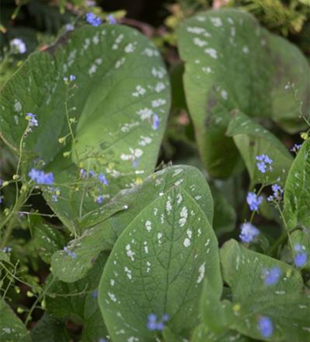 Brunnera macrophylla 'Langtrees'