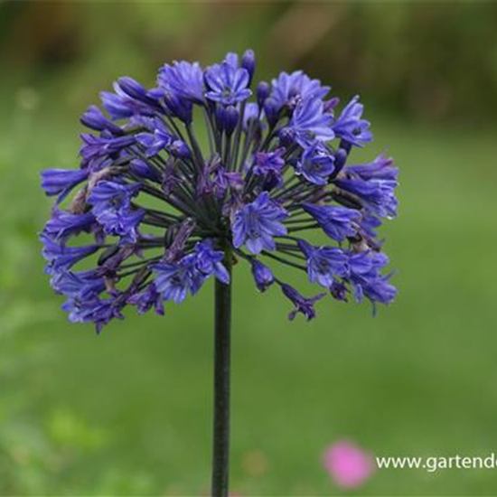 Garten-Schmucklilie 'Back in Black'